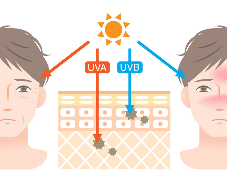 UVA & UVB, la pénétration dans la peau